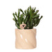 Crassula Hobbit + Pot Candy Lilla - Pianta D'appartamento Fiorita
