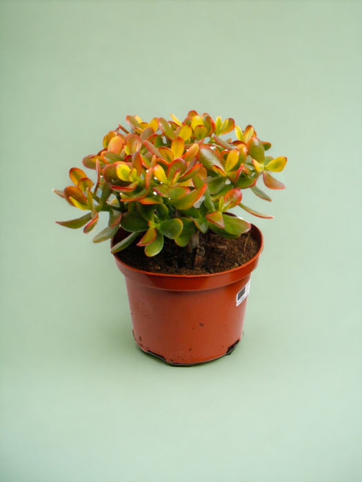 Crassula - La Soleggiata