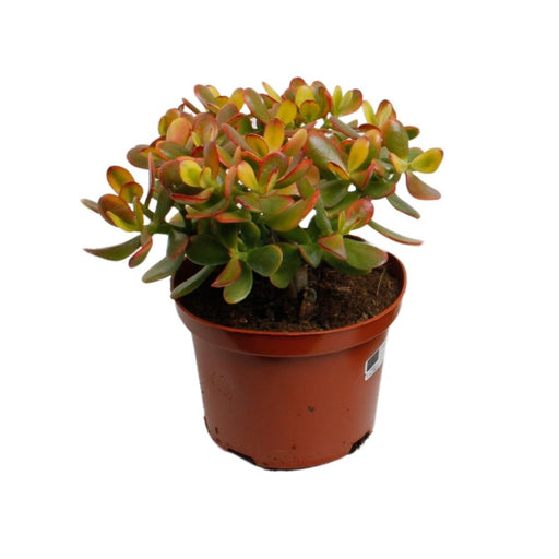 Crassula - La Soleggiata