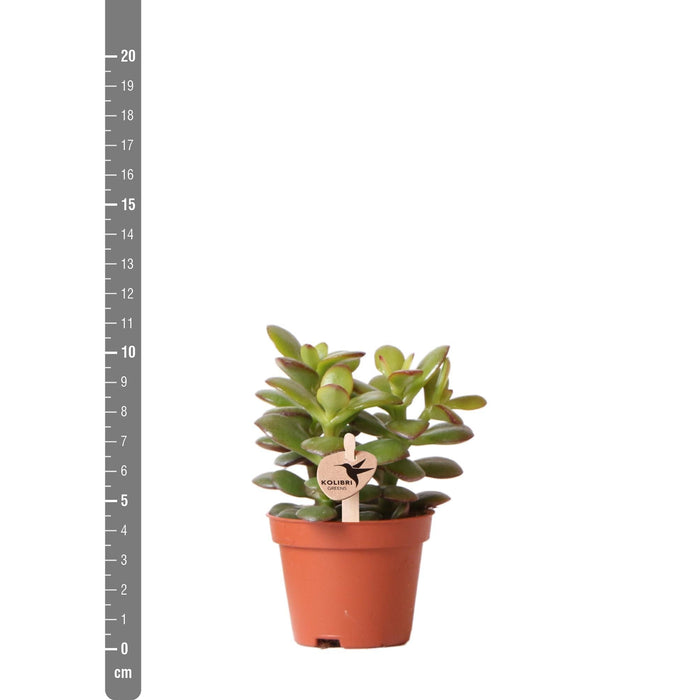 Crassula Minor H11Cm - Succulente