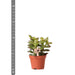 Crassula Minor H11Cm - Succulente