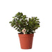 Crassula Minor H18Cm - Pianta Succulenta Da Interno