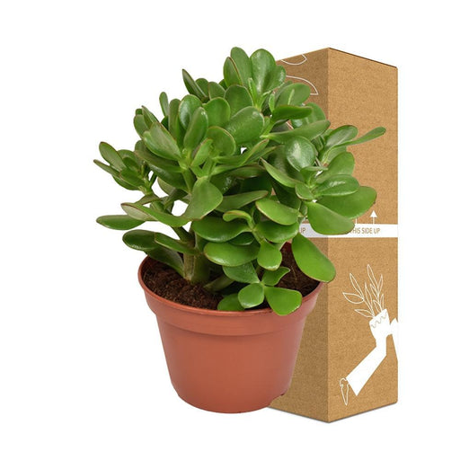 Crassula Ovata Convoluta H21Cm - Pianta Succulenta Da Interno