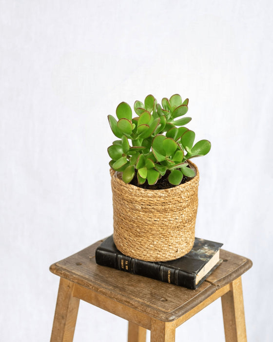 Crassula Ovata H15Cm - Pianta Succulenta Da Interno