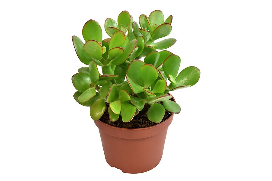 Crassula Ovata H15Cm - Pianta Succulenta Da Interno