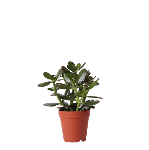 Crassula Ovata H20Cm - Pianta Succulenta Da Interno