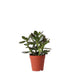 Crassula Ovata H20Cm - Pianta Succulenta Da Interno