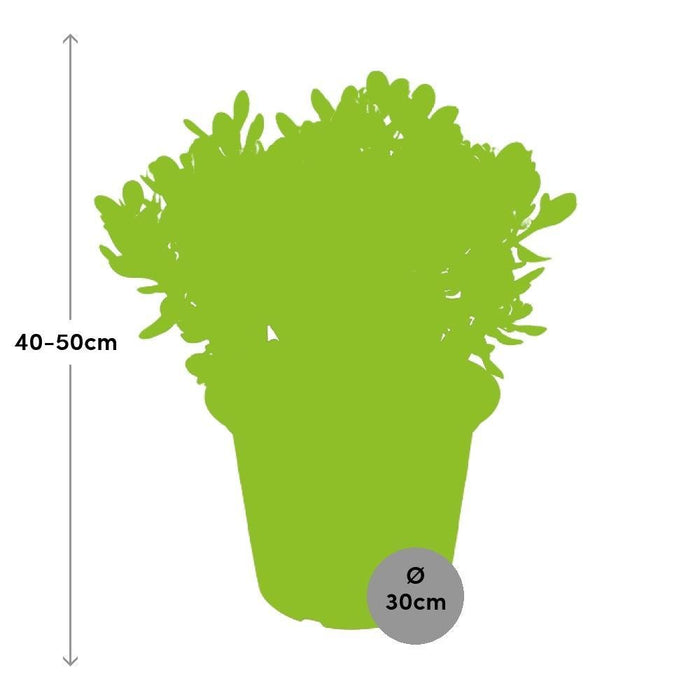 Crassula Ovata H50Cm - Pianta Succulenta Da Interno