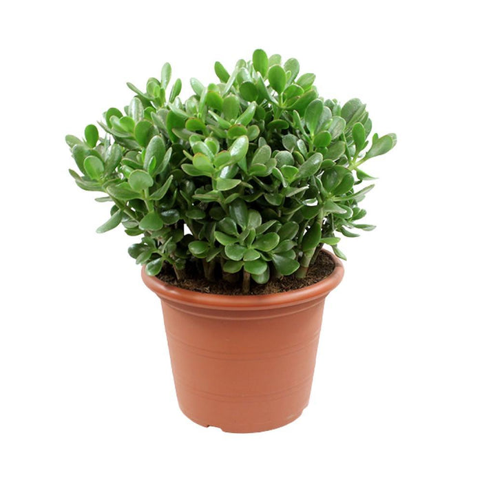 Crassula Ovata H50Cm - Pianta Succulenta Da Interno