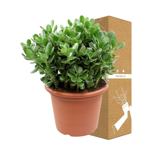 Crassula Ovata H50Cm - Pianta Succulenta Da Interno