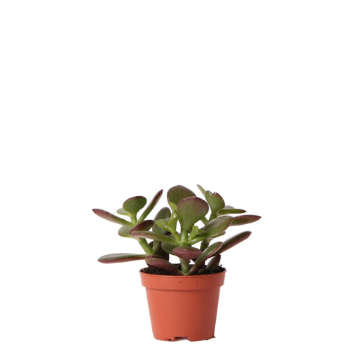 Crassula Ovata H8Cm - Mini Pianta Grassa Da Interno