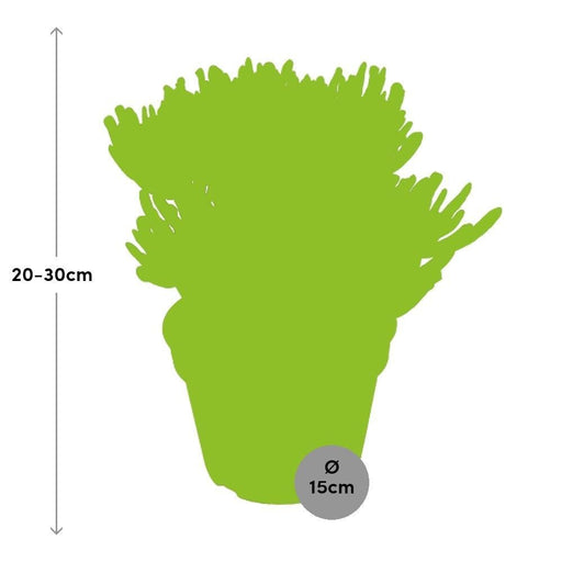 Crassula Ovata Hobbit H21Cm - Succulente