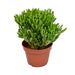 Crassula Ovata Hobbit H21Cm - Succulente