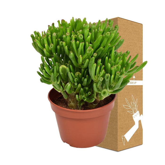 Crassula Ovata Hobbit H21Cm - Succulente