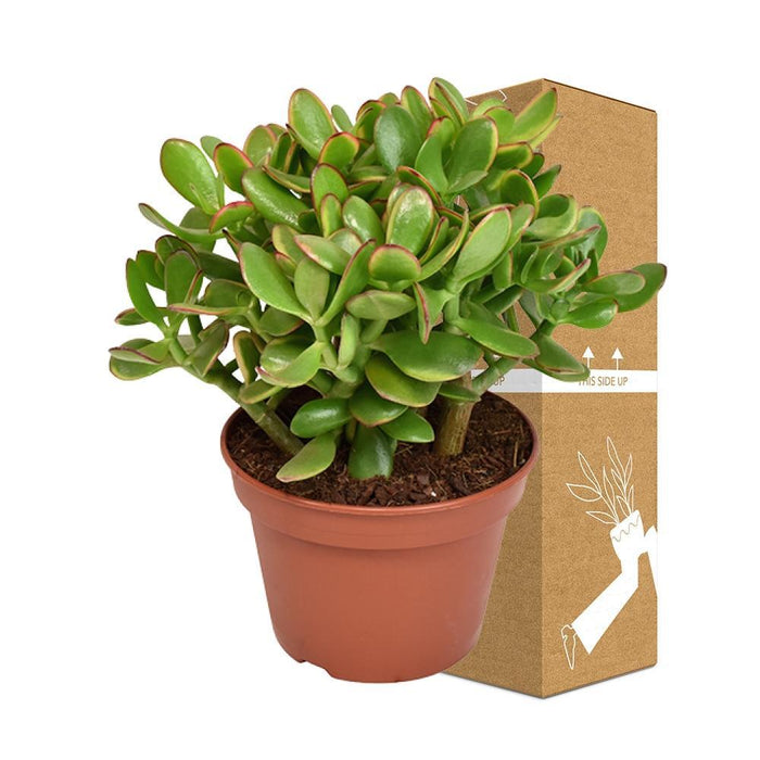 Crassula Ovata Minore