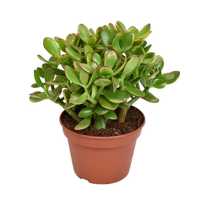 Crassula Ovata Minore