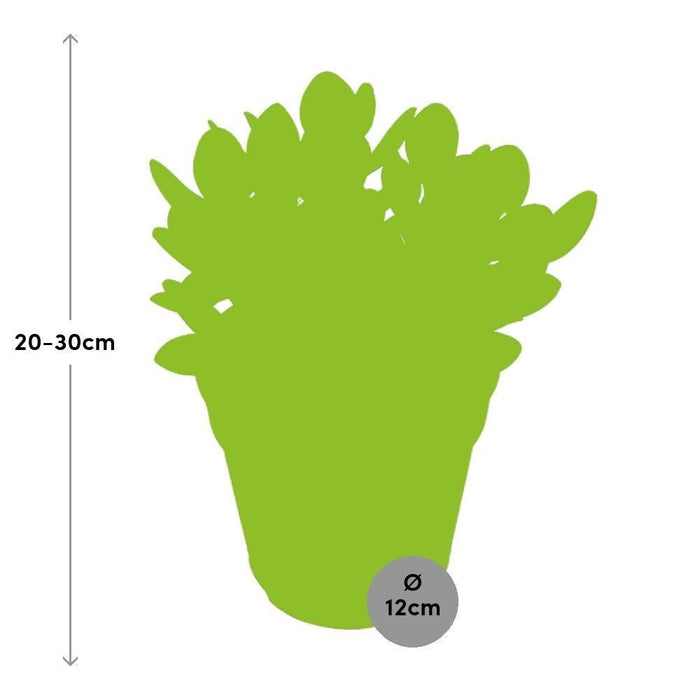 Crassula Ovata Minor H23Cm - Succulente