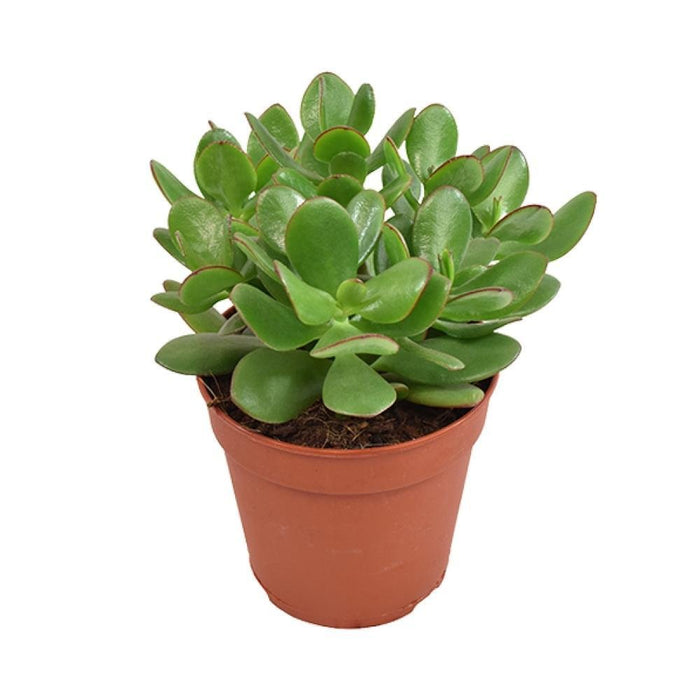 Crassula Ovata Minor H23Cm - Succulente