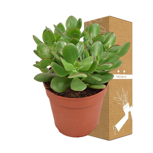 Crassula Ovata Minor H23Cm - Succulente