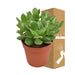 Crassula Ovata Minor H23Cm - Succulente