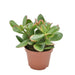 Crassula Ovata Sunset - Pianta Succulenta Da Interno
