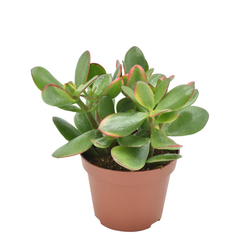 Crassula Ovata Sunset - Pianta Succulenta Da Interno