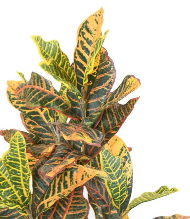 Croton Artificiale H.100Cm Per Decorazione Interni