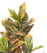 Croton Artificiale H.100Cm Per Decorazione Interni