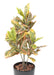 Croton Artificiale H.100Cm Per Decorazione Interni
