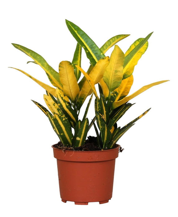 Crotone 'Stella Del Sole'