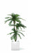 Cycas - Palma Artificiale