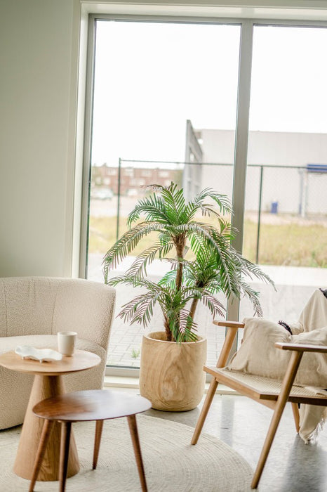 Cycas - Palma Artificiale