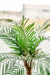 Cycas - Palma Artificiale