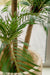 Cycas - Palma Artificiale