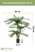 Cycas - Palma Artificiale