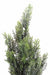 Cipresso Artificiale In Miniatura H.55Cm Per Esterno