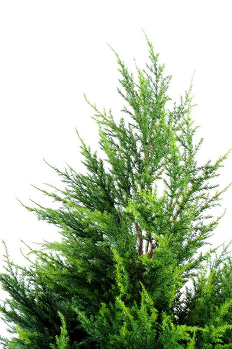 Cipresso Artificiale Juniperus 160Cm Verde Giallo