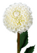 Decorazione Con Fiori Color Crema Con Stelo Di Dalia Artificiale Da 96 Cm