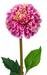 Stelo Dalia Artificiale 96 Cm Fiori Decorativi Viola