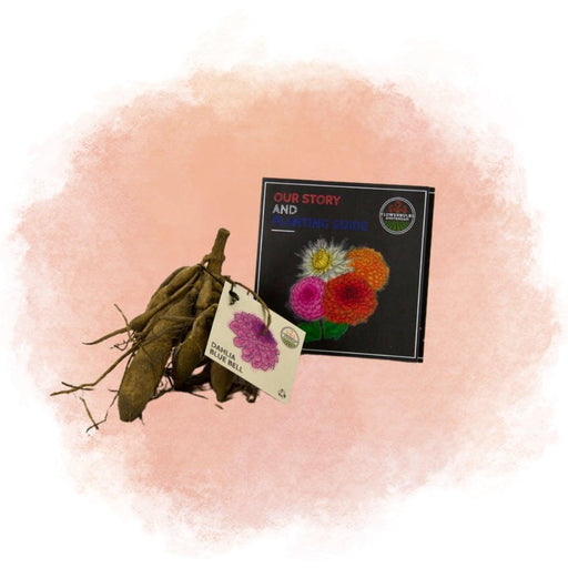 Bell Blue Dahlia Grandi Petali - Bulbi