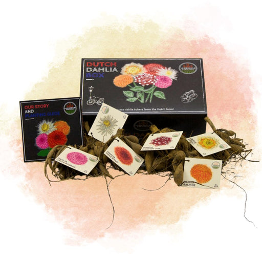 Bulbi Di Dalie - Scatola Grande Di Lusso, Set Di 6 Dalie Olandesi