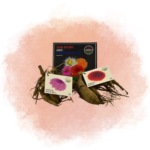 Bulbi Di Dalia - Mix Gerard'S Darlings, Natal E Blue Bell, 2 Pezzi