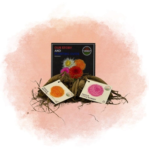 Bulbi Di Dalia - Mix Pompon Splash, Dahlia Little Robert E Dahlia Ralphie, 24 Pezzi