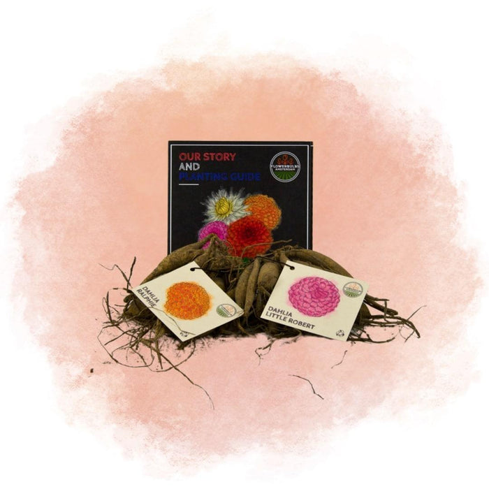 Bulbi Di Dalia - Mix Pompon Splash, Dahlia Little Robert E Dahlia Ralphie, 24 Pezzi