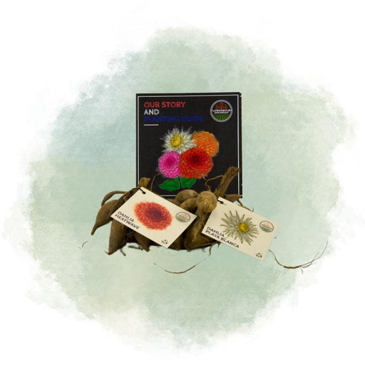 Bulbi Di Dalia - Mix Bellezze Romantiche, Playa Blanca E Heatwave, 24 Pezzi