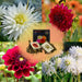 Dahlia - Mix Box 2 X Lampadine Bellezze Romantiche, Playa Blanca E Ondata Di Caldo