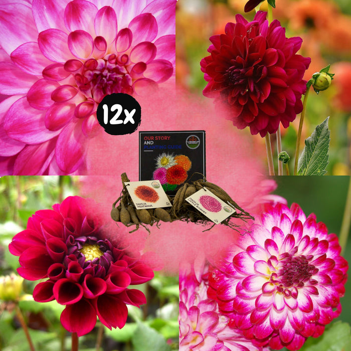 Dahlia - Mix Box 24 Bulbi Di Dalia Felicità, Piccolo Robert E Ondata Di Caldo