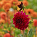 Dahlia Heatwave Grandi Fiori Rosso Scuro - Scatola Da 12 Bulbi
