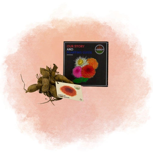 Dahlia Heatwave Grandi Fiori Rosso Scuro - Scatola Da 24 Bulbi