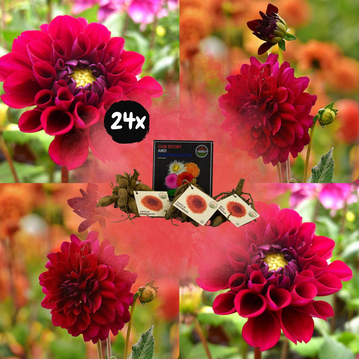 Dahlia Heatwave Grandi Fiori Rosso Scuro - Scatola Da 24 Bulbi